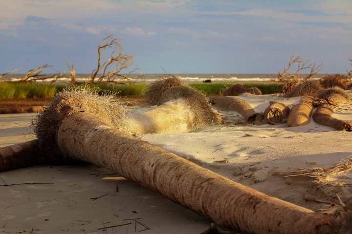 Lowcountry Photography by Alissa Lee Nicholson